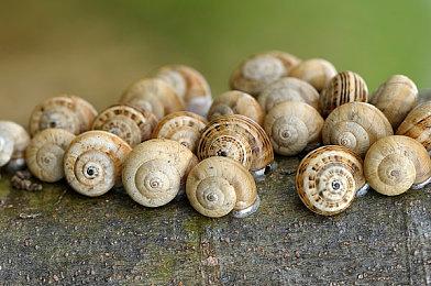 《明末：渊虚之羽》20分钟实机演示 战斗非常刺激